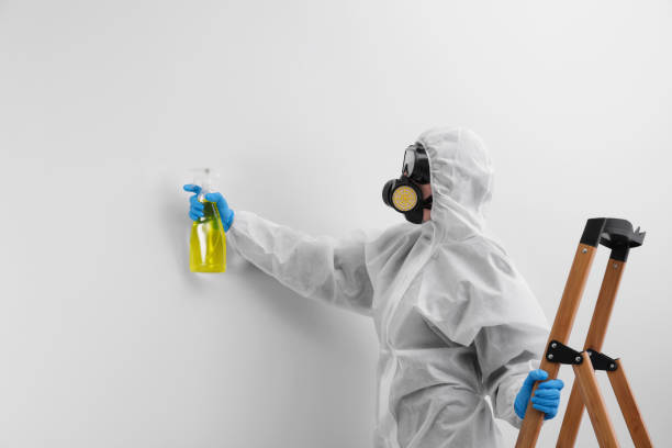 Reliable Pasadena, MD Mold Removal Solutions